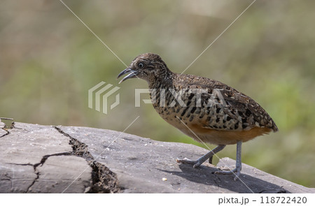 Barred Buttonquail on the ground animal portrait. Barred Buttonquail on the ground animal portrait. 118722420