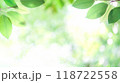 玉ボケ　葉っぱ　ナチュラル　グリーン 118722558