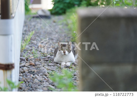 小道の上で警戒しながらこちらを見ているキジ白のさくら猫 118722773
