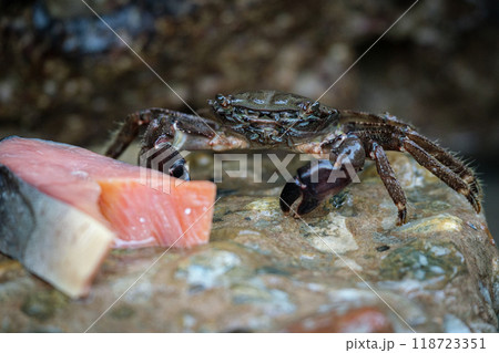Sea crab sitting on a rock and eating fish. The fish is red. 118723351