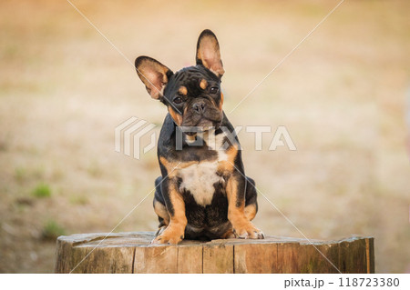 French Bulldog puppy. The dog sits and looks attentively at the camera. French Bulldog puppy. The dog sits and looks attentively at the camera. 118723380
