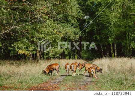European mouflon herd in the forest. European Mouflon - Ovis orientalis musimon, beautiful primitive sheep with long horns from European forests and woodlands. Herd of the European mouflons (Ovis 118723945
