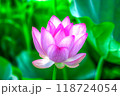 蓮の花 118724054
