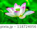 蓮の花 118724056