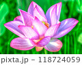 蓮の花 118724059
