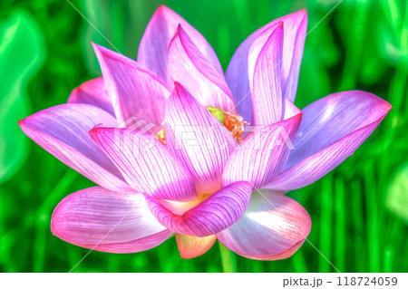 蓮の花 118724059