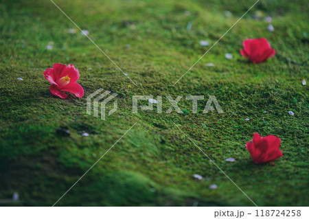 苔の上に落ちた椿の花 118724258