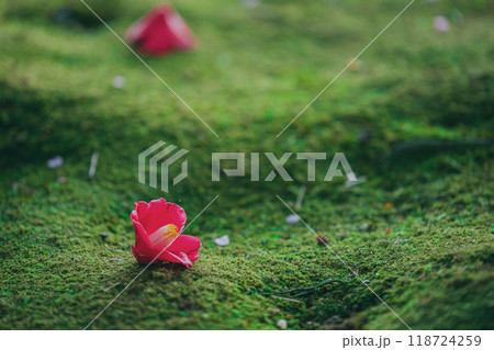 苔の上に落ちた椿の花 苔の上に落ちた椿の花 118724259