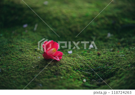 苔の上に落ちた椿の花 118724263
