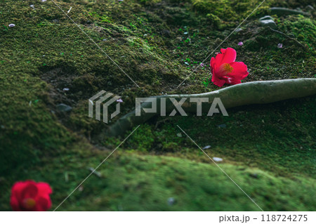 苔の上に落ちた椿の花 苔の上に落ちた椿の花 118724275