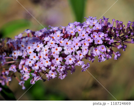 フサフジウツギ（房藤空木） 118724669