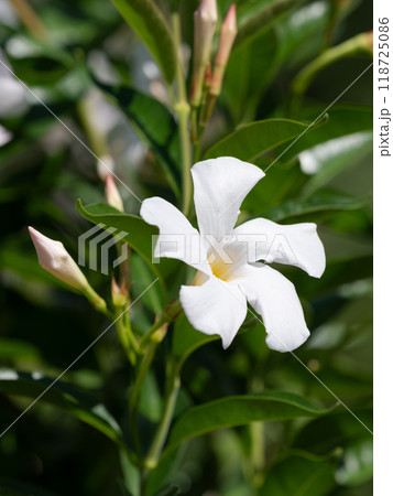 夏の花壇の白いマンデビラ 夏の花壇の白いマンデビラ 118725086