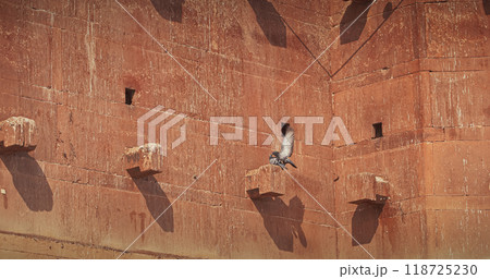 Varanasi, Uttar Pradesh, India. Doves take off from old red wall Chet Singh Fort. Pigeons flying above on Chet Singh Ghat. flight Varanasi, Uttar Pradesh, India. Doves take off from old red wall Chet Singh Fort. Pigeons flying above on Chet Singh Ghat. flight 118725230