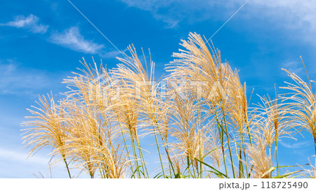 ススキと秋空 118725490
