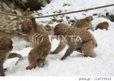 子供　スノーモンキー 118725618
