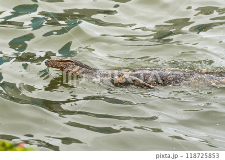 the Monitor lizard the Monitor lizard 118725853