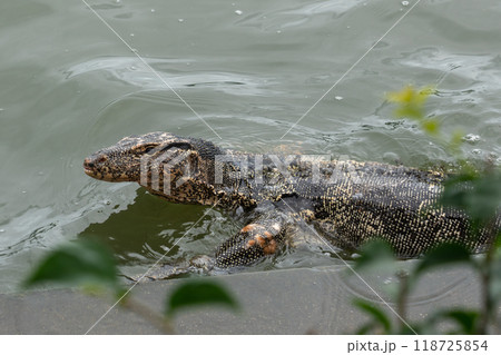 the Monitor lizard 118725854