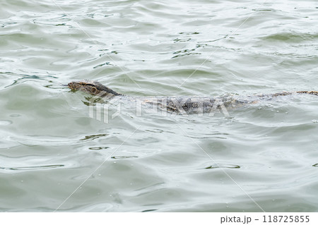 the Monitor lizard the Monitor lizard 118725855