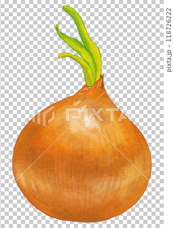 芽が出たリアルな玉ねぎ1個完成 118726222