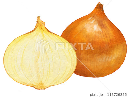 リアルな玉ねぎ1個と半分 118726226