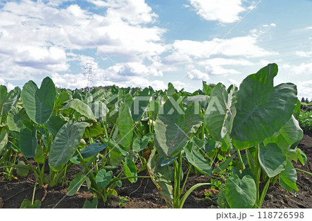 サトイモ畑 118726598