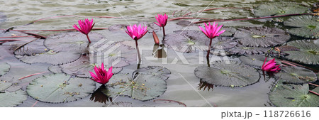 Close-up on pink Water Lilies Close-up on pink Water Lilies 118726616