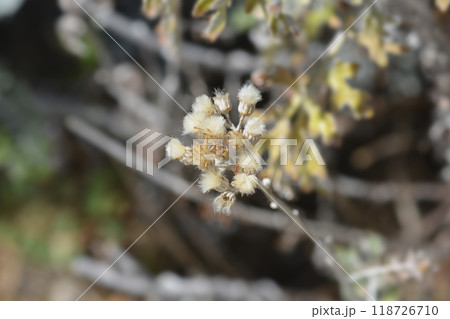 Silver ragwort 118726710