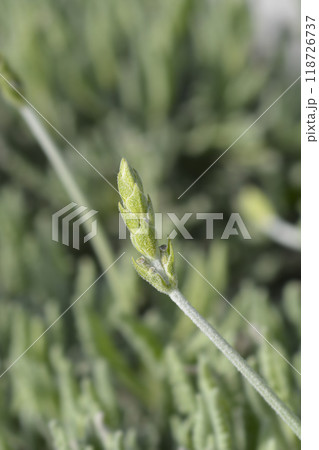 Lavender Goodwin Creek Lavender Goodwin Creek 118726737
