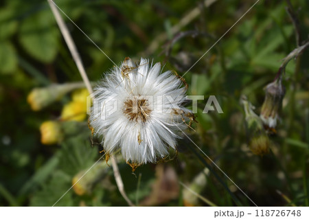 Coltsfoot 118726748
