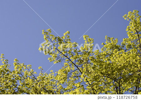 Small-leaved lime 118726758