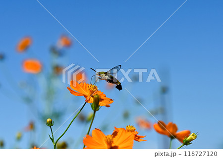 オオスカシバ オオスカシバ 118727120