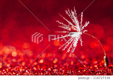 dandelion at red background. Freedom to Wish. Seed macro closeup. Goodbye Summer. Hope and dreaming concept. Fragility. Springtime. soft focus on water droplets. Macro nature. Beautiful dew drops 118727156