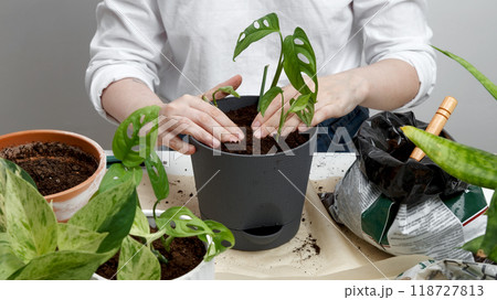 Woman gardeners transplanting plant in pot. Concept of home garden. Taking care of home plants 118727813