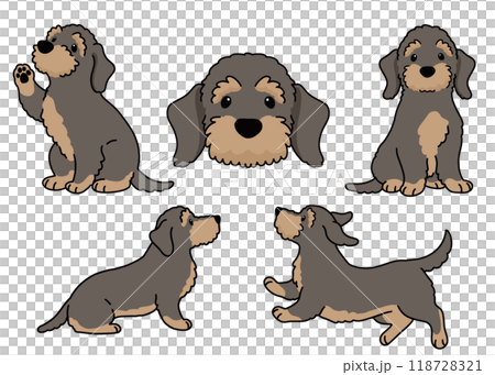 可愛的剛毛臘腸犬插圖集,帶有主線 可愛的剛毛臘腸犬插圖集,帶有主線 118728321