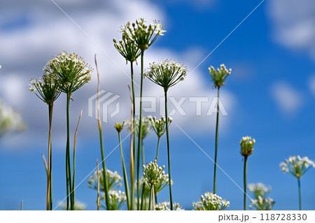 韮の花 118728330