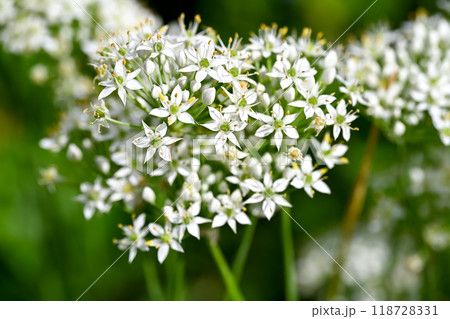 韮の花 118728331