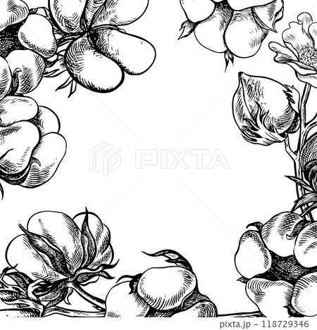 The cotton is organic. The frame is black and white, detailed. Graphic vector illustration in the form of a frame made of cotton balls, emphasizing botanical features. Hand-drawn on a white background The cotton is organic. The frame is black and white, detailed. Graphic vector illustration in the form of a frame made of cotton balls, emphasizing botanical features. Hand-drawn on a white background 118729346