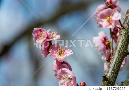春の訪れを告げる梅の花 118729965
