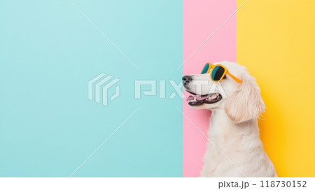 Afghan Hound isolated on colorful pastel background. Afghan Hound isolated on colorful pastel background. 118730152