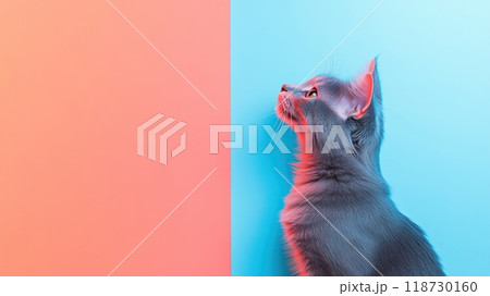 American Curl isolated on colorful pastel background. 118730160