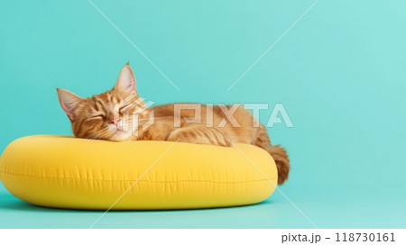American Bobtail isolated on colorful pastel background. 118730161