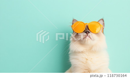 Birman isolated on colorful pastel background. 118730164