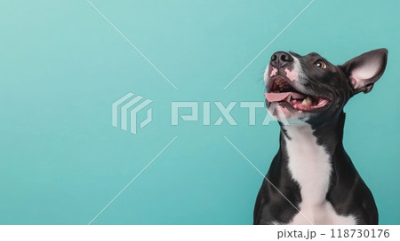 American Staffordshire Terrier isolated on colorful pastel background. 118730176