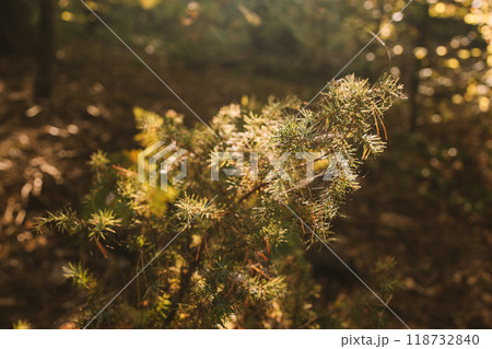 Autumn landscape in forest, backgound, texture. Forest in golden colors in autumn. Forest Autumn landscape in forest, backgound, texture. Forest in golden colors in autumn. Forest 118732840
