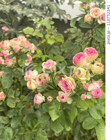 Beautiful and Vibrant Pink Roses in Full Bloom, Capturing Natures Elegant Beauty Beautiful and Vibrant Pink Roses in Full Bloom, Capturing Natures Elegant Beauty 118732841
