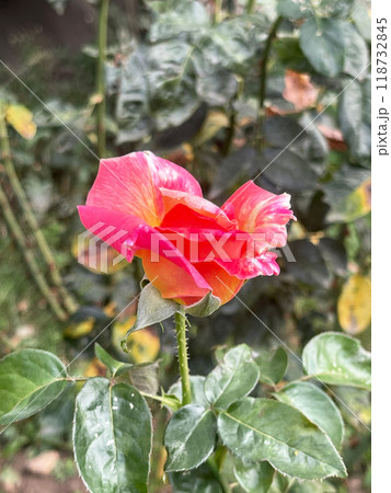 An Exquisite and Vibrant Pink and Orange Rose in Full Bloom Bursting with Beauty and Aroma 118732845