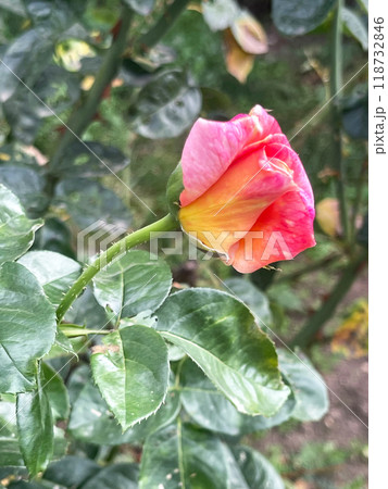 beautiful red and orange rose flower 118732846