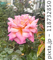 A Beautiful Pink Rose Is Blooming In A Picturesque Garden Full Of Natures Wonders 118732850