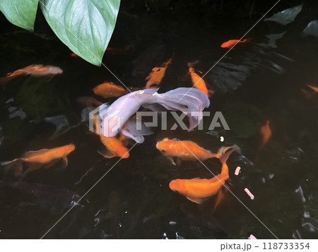 Red, black and white Koi fish swimming in a pond in the garden 118733354