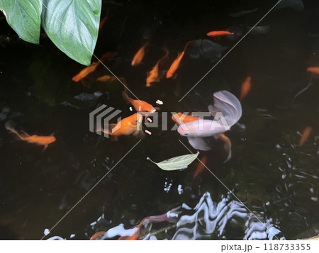 Red, black and white Koi fish swimming in a pond in the garden 118733355